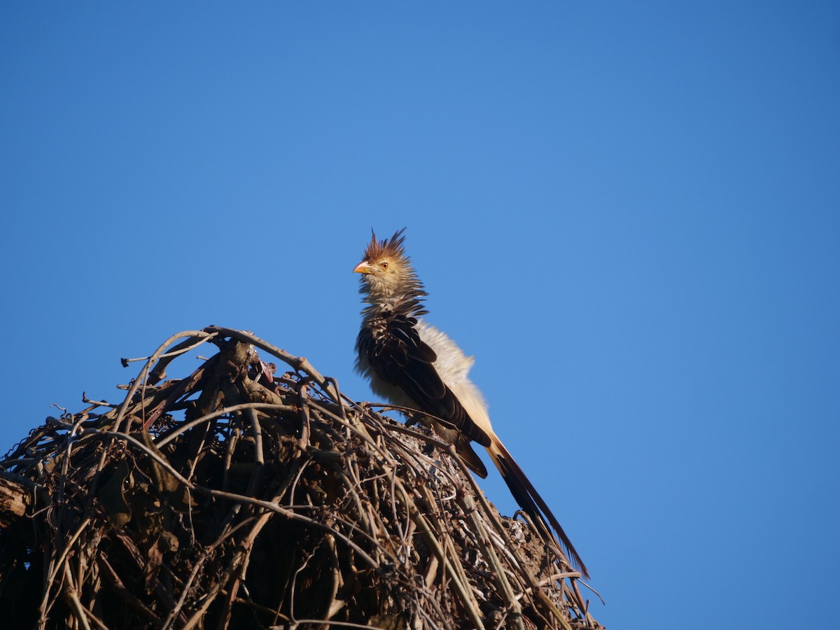 Guira Cuckoo - ML616125248