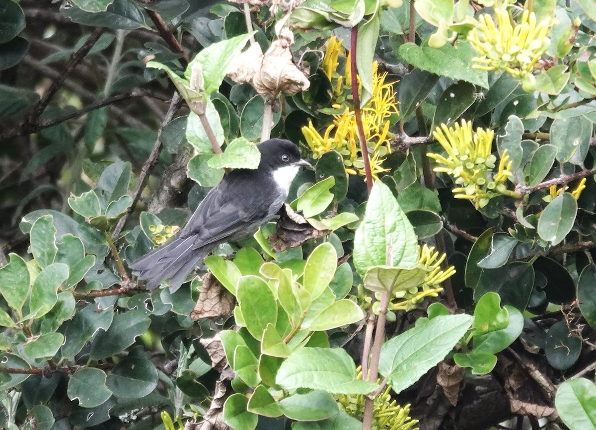 Black-backed Bush Tanager - ML616125258