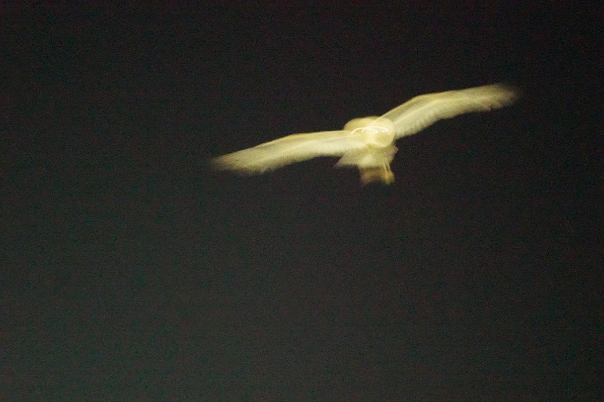 Australasian Grass-Owl - Michael Kearns