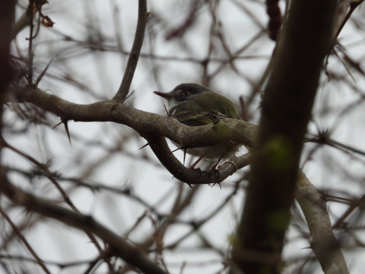 Pearly-vented Tody-Tyrant - ML616125288