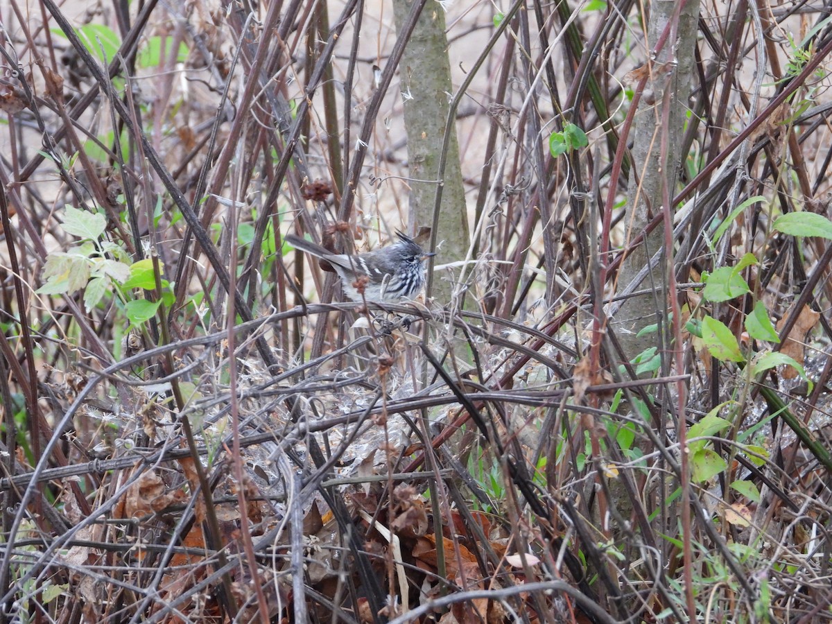 Yellow-billed Tit-Tyrant - ML616125308