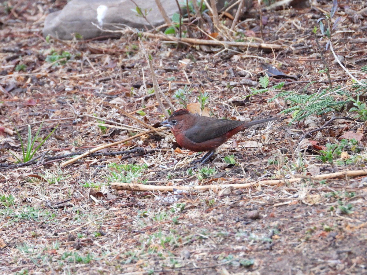 Red-crested Finch - ML616125319