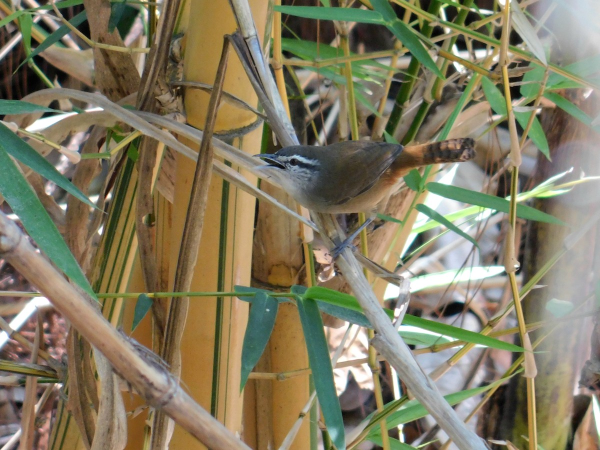 Cabanis's Wren - ML616125389