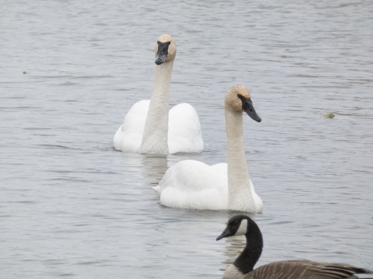 Trumpeter Swan - Gordon Sheard