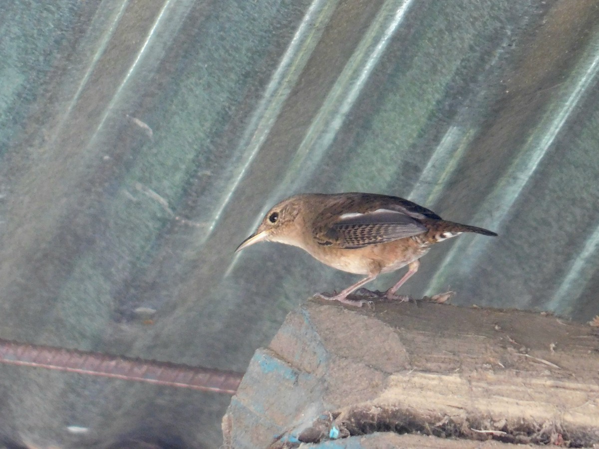 House Wren - Fernan Parrales