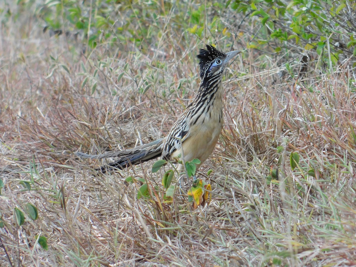 Lesser Roadrunner - Fernan Parrales