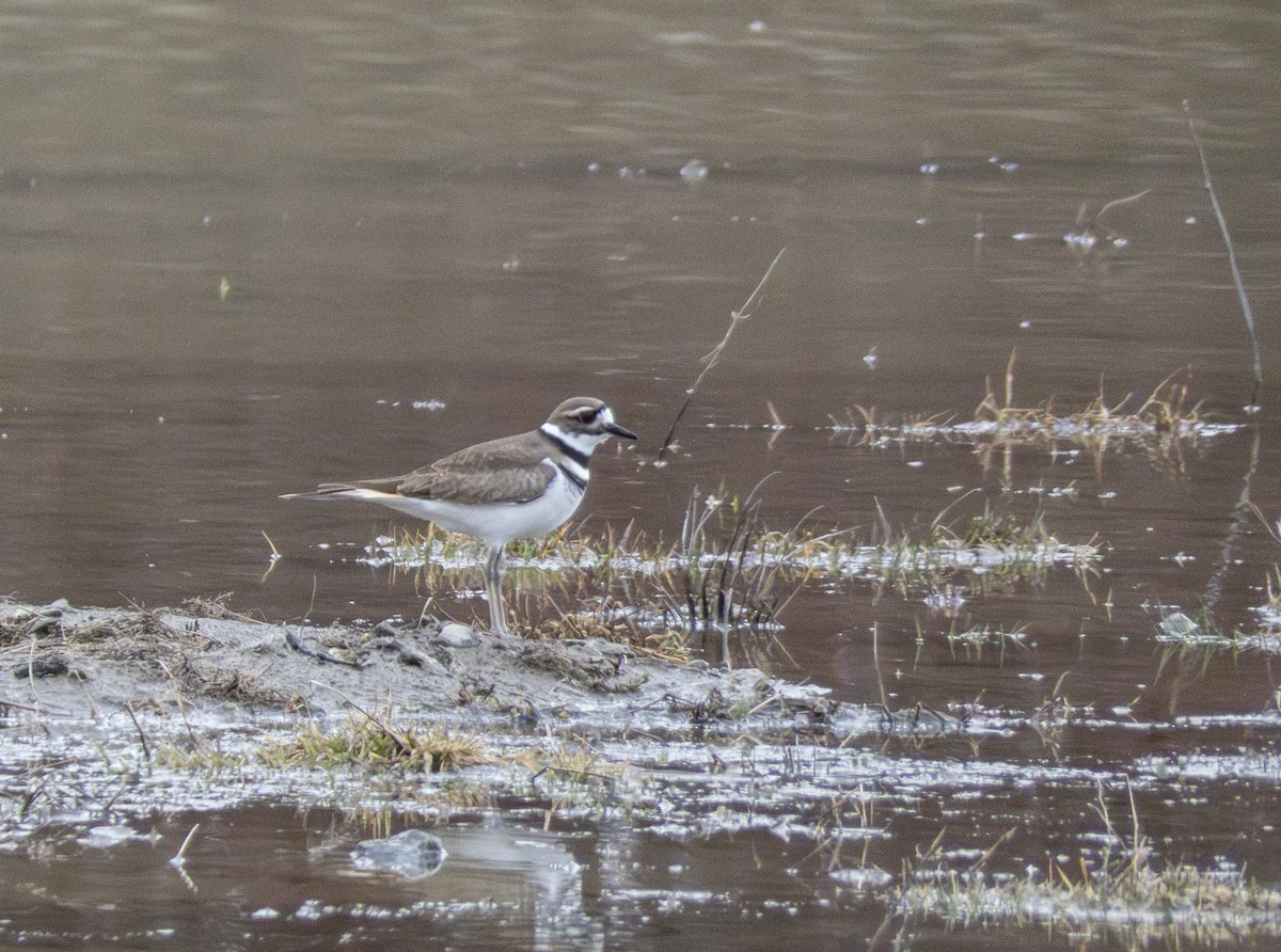 Killdeer - Gordon Sheard