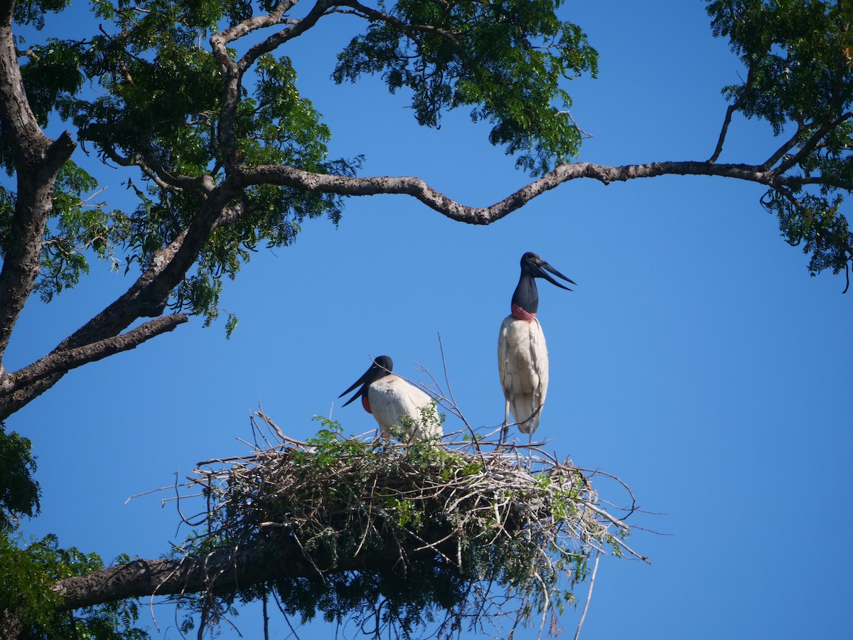 Jabiru - Brett Hartl