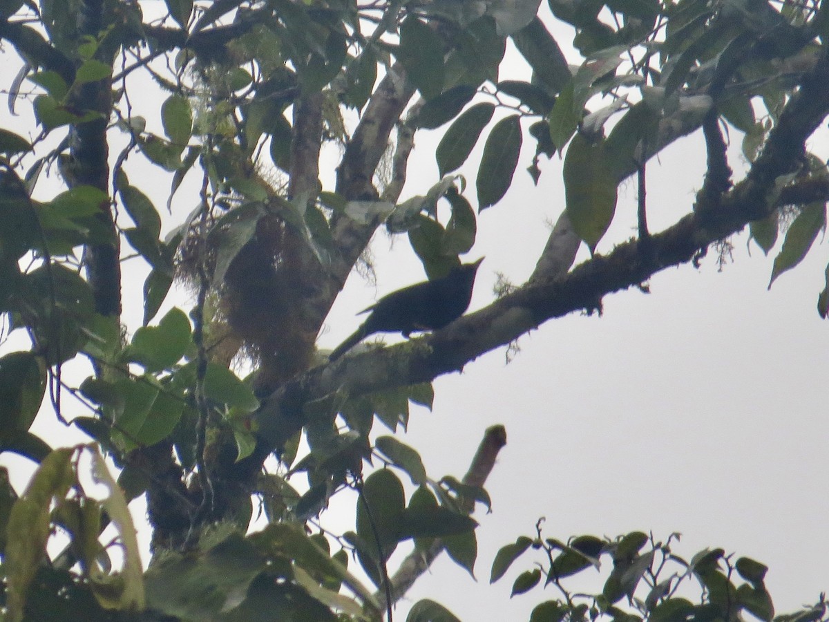 Pale-eyed Thrush - ML616125460