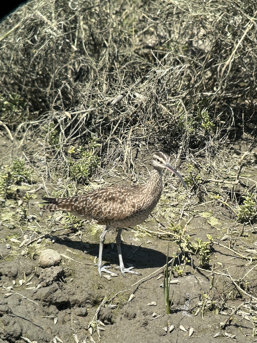 Whimbrel - ML616125484