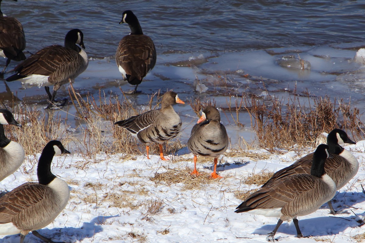 Greater White-fronted Goose - ML616125505
