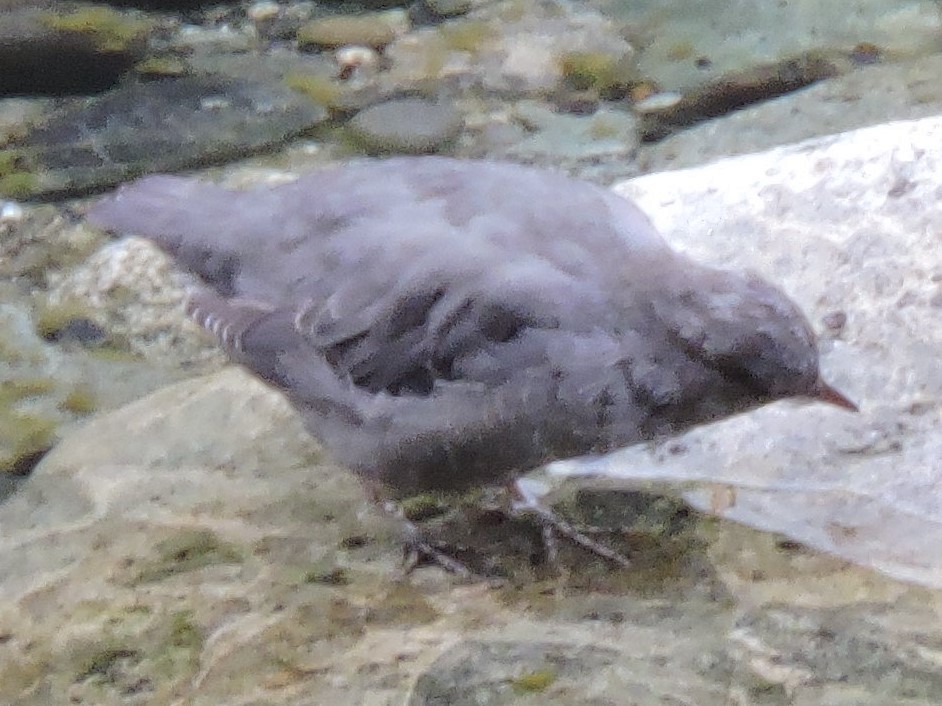 American Dipper - ML616125587