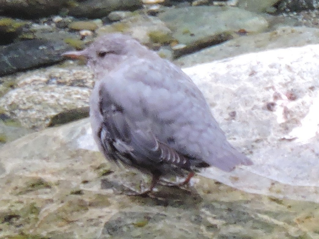 American Dipper - ML616125588