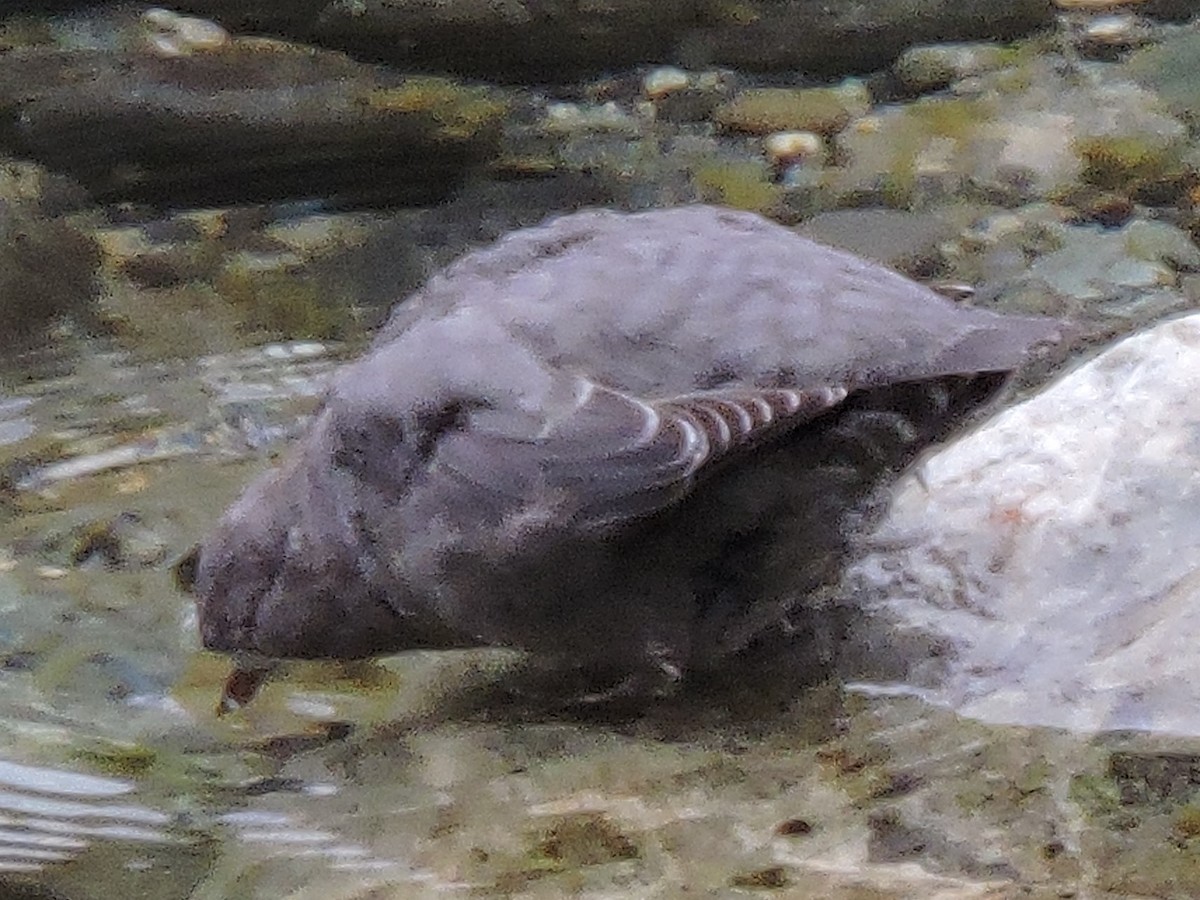 American Dipper - ML616125604