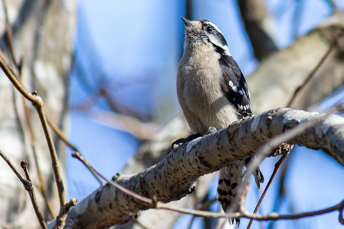 Downy Woodpecker - ML616125650