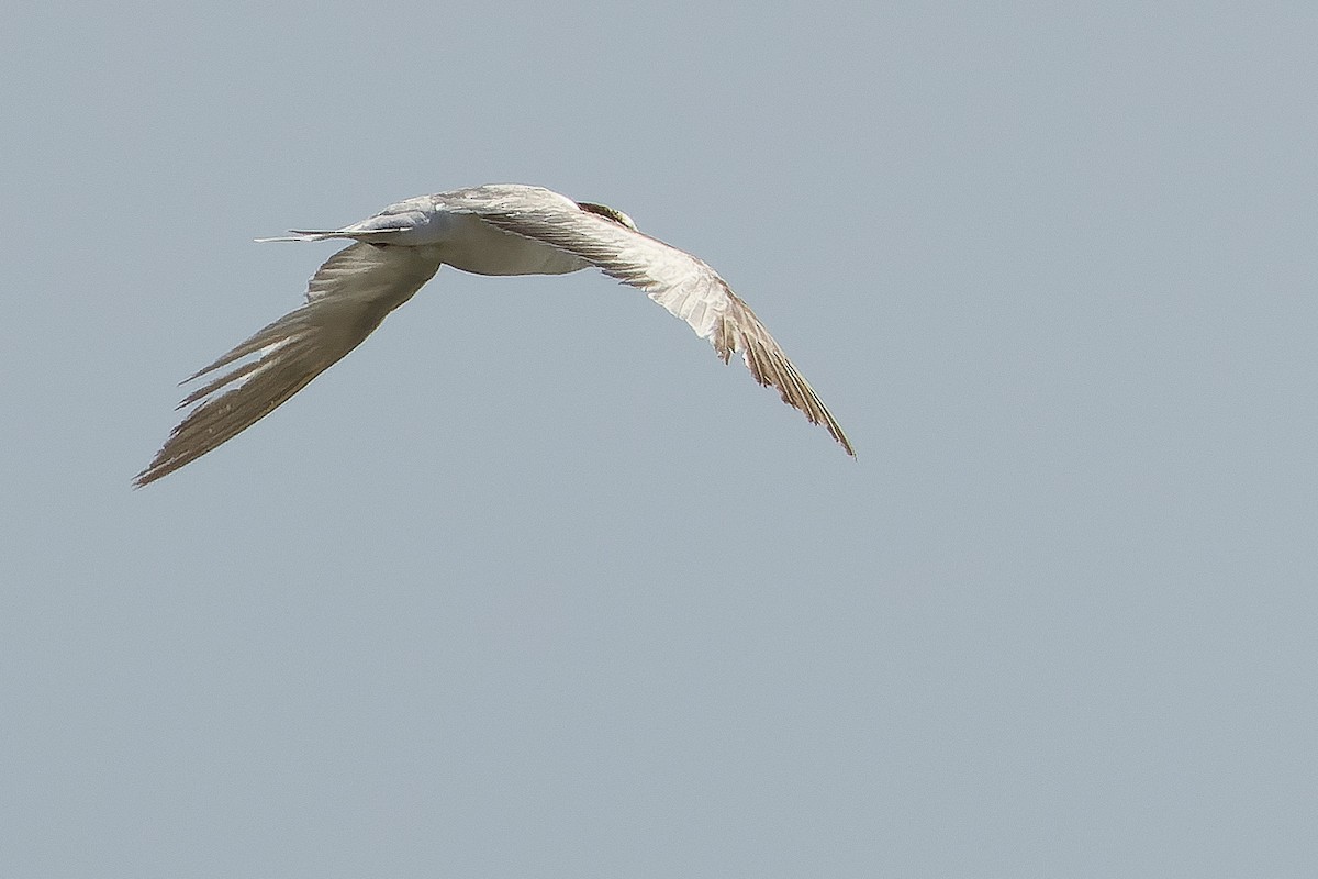 Common Tern - ML616125696