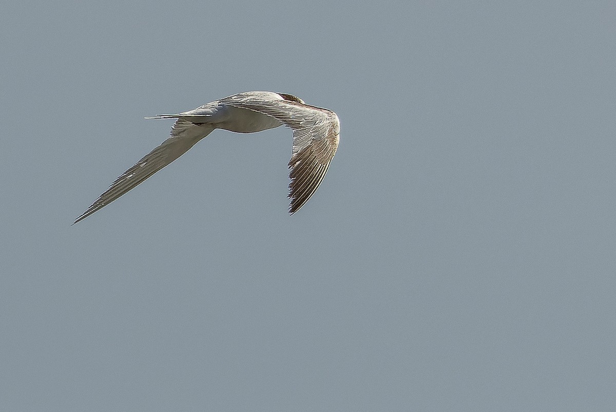 Common Tern - ML616125698