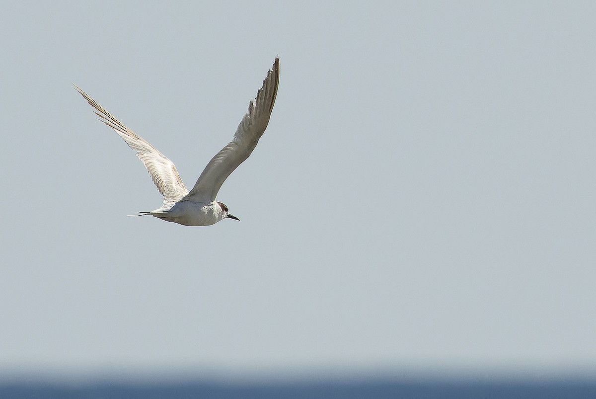 Common Tern - ML616125700