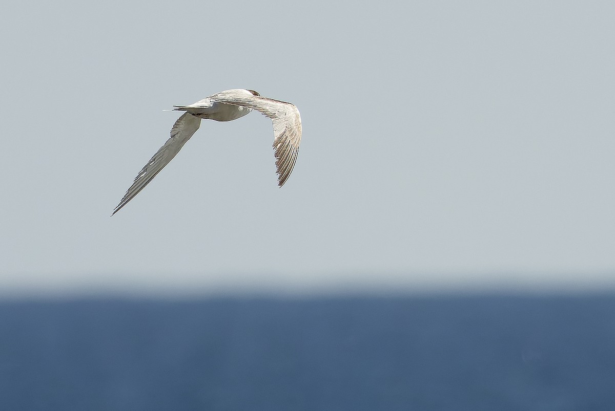 Common Tern - ML616125702