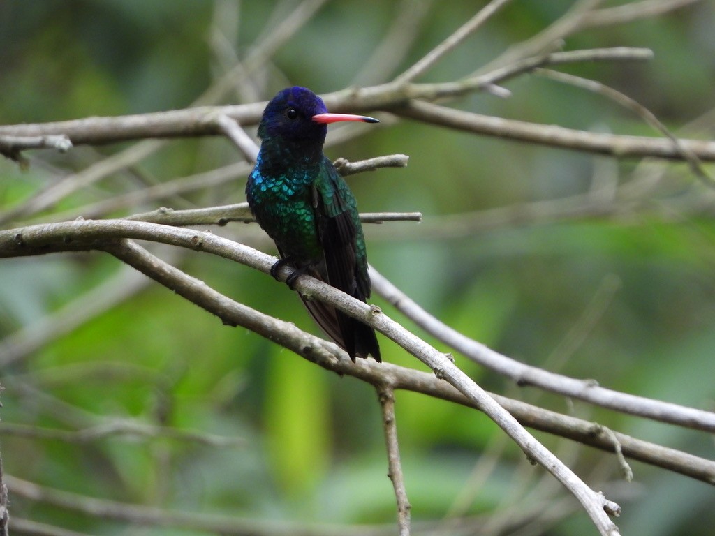 kolibřík modrohlavý - ML616125715