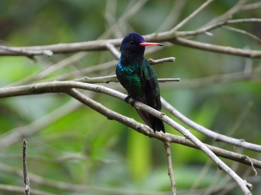 kolibřík modrohlavý - ML616125717