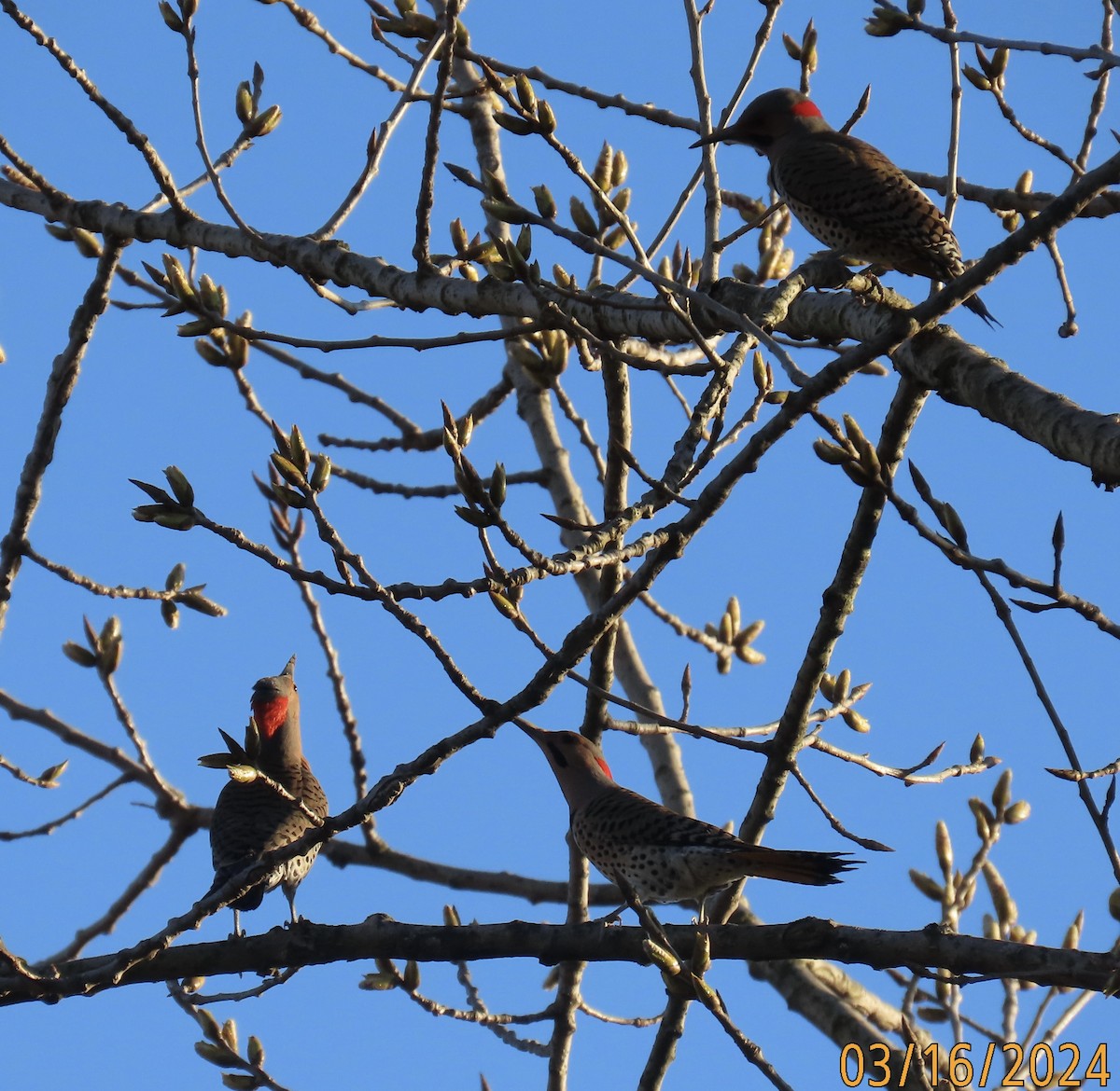 Northern Flicker - ML616125787