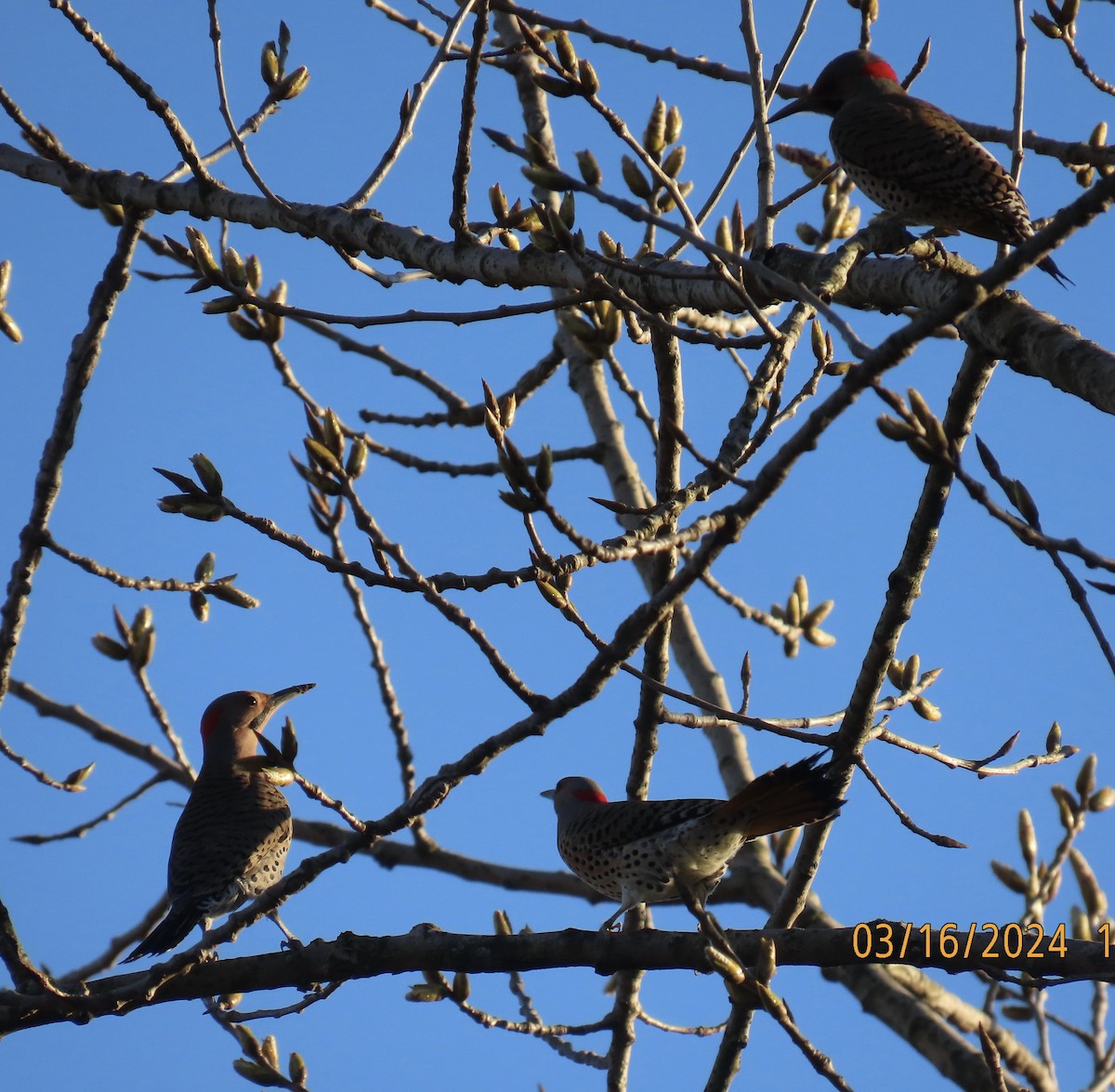 Northern Flicker - ML616125788