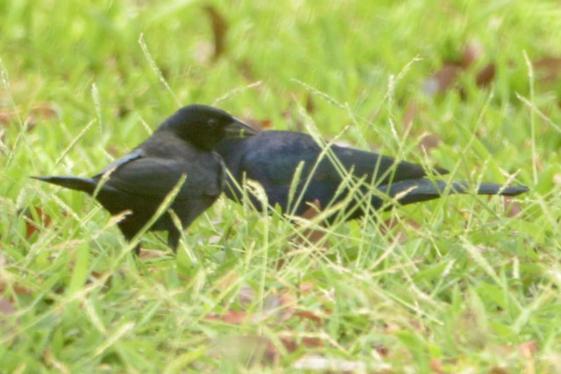 Shiny Cowbird - David Gersten