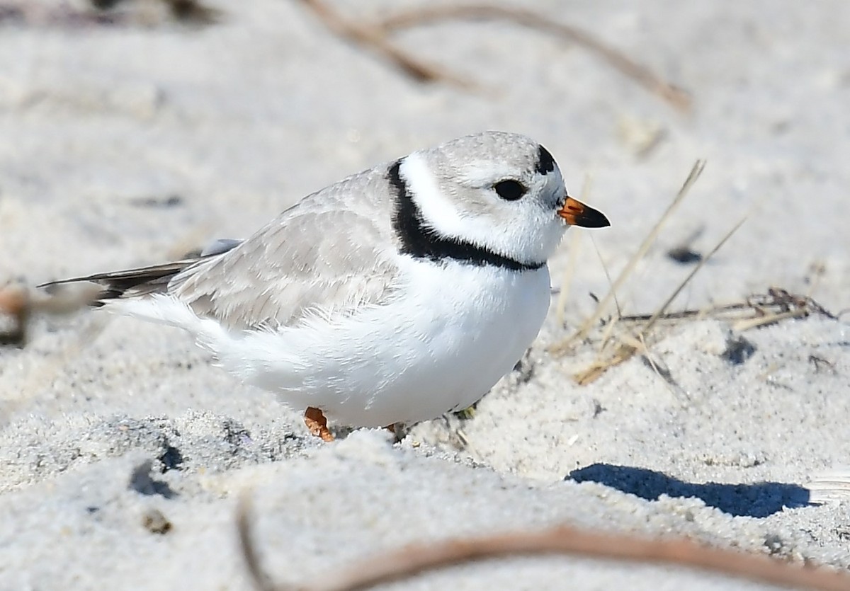 Piping Plover - ML616125810