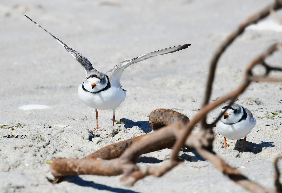 Piping Plover - ML616125824