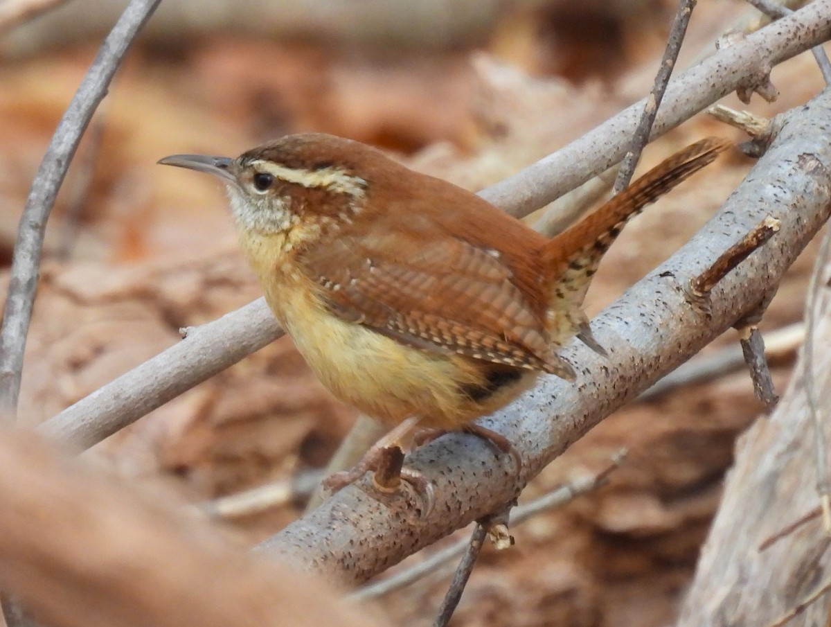 Carolina Wren - ML616125834