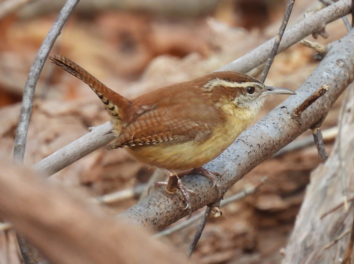 Carolina Wren - ML616125835