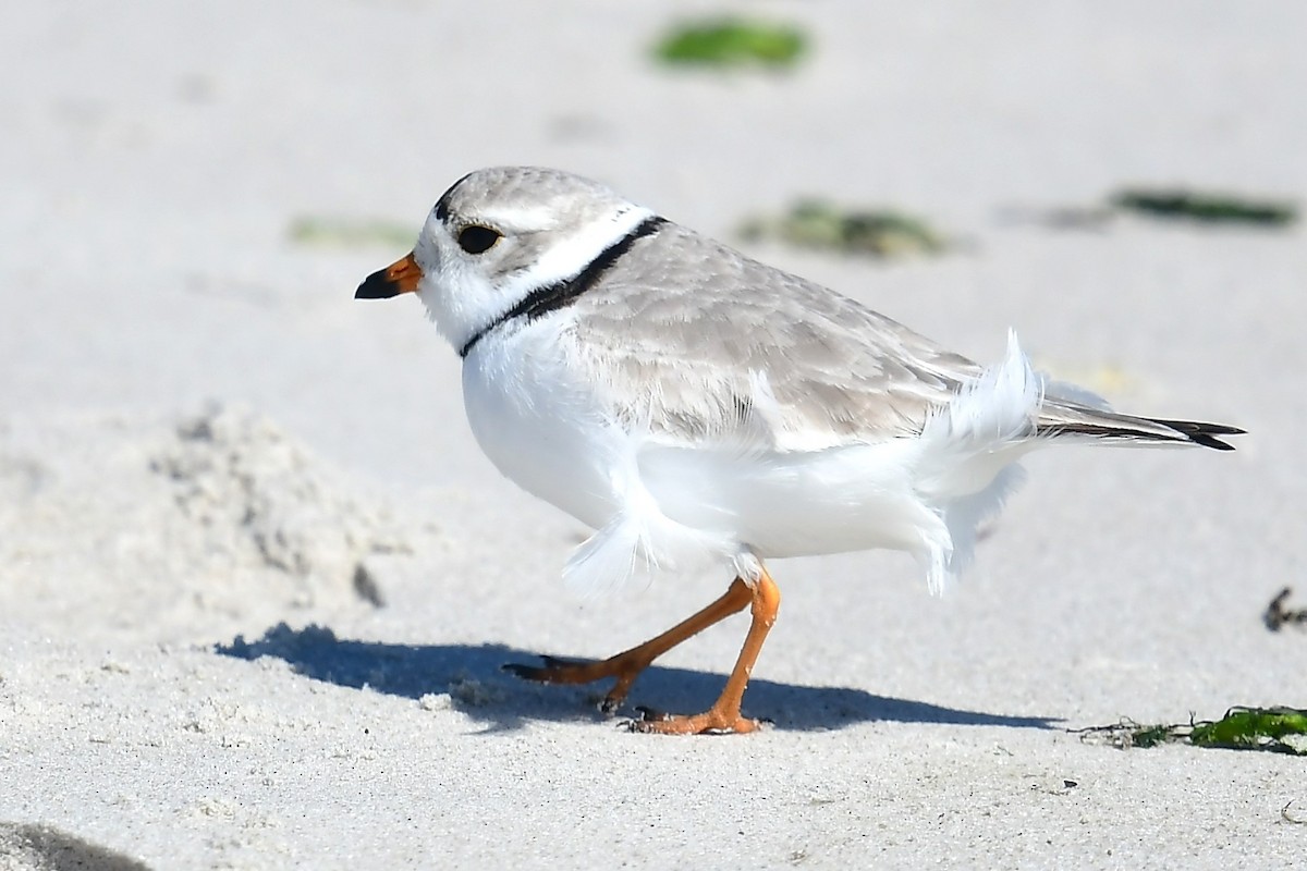 Piping Plover - ML616125836