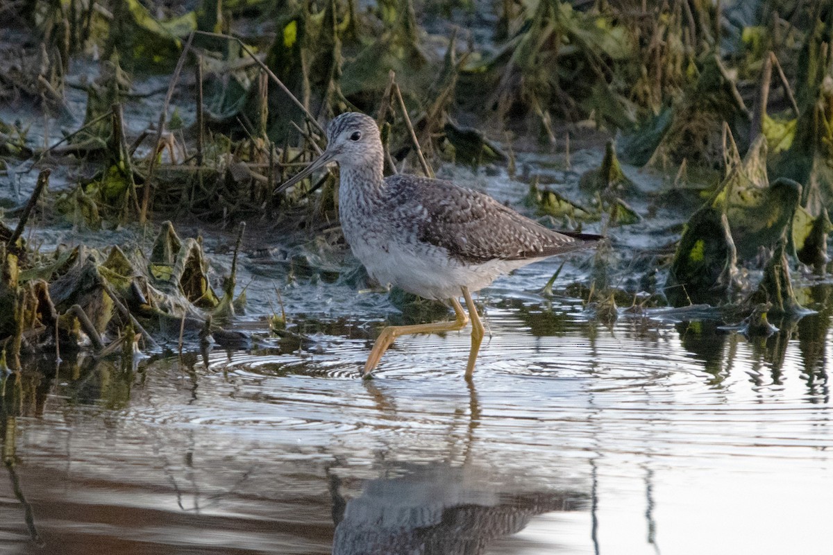 Greater Yellowlegs - ML616125838