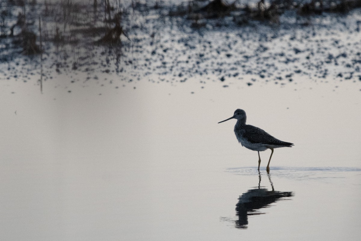 Greater Yellowlegs - ML616125839