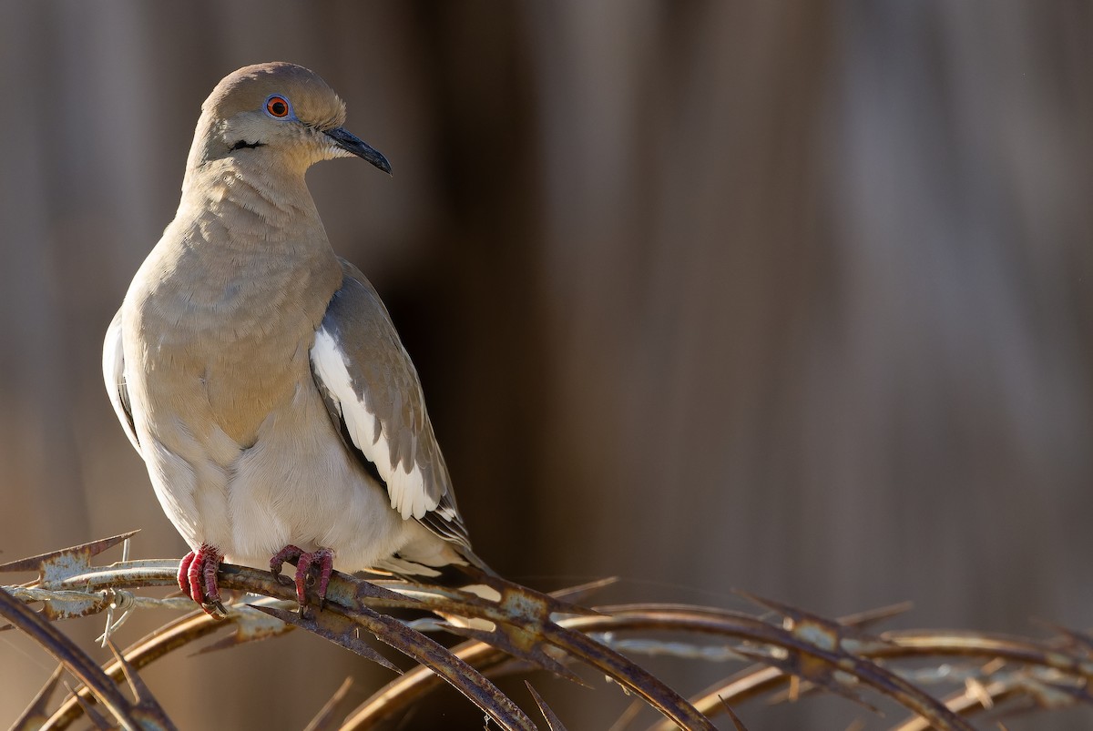 White-winged Dove - ML616125857