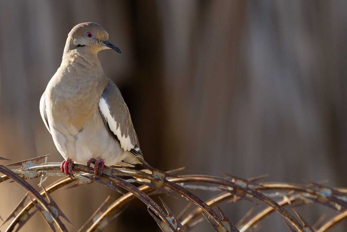 White-winged Dove - ML616125858