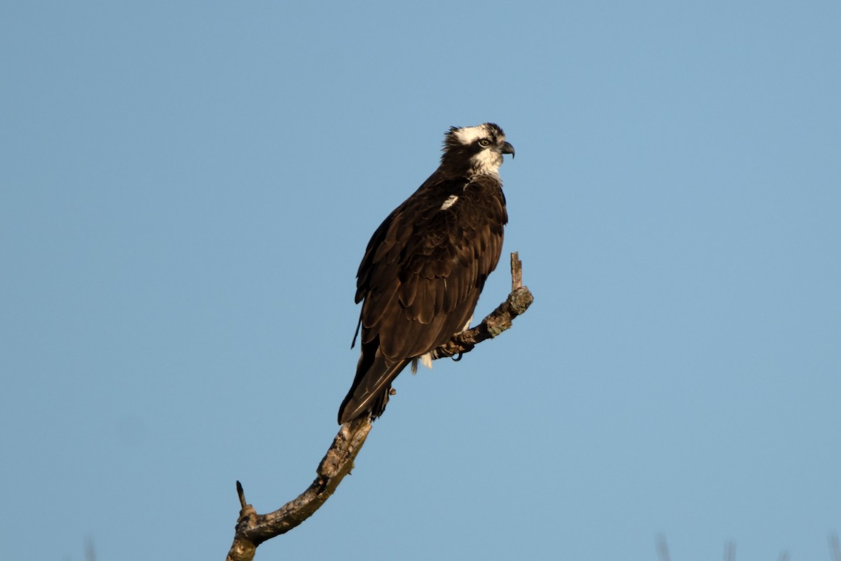 Águila Pescadora - ML616125880