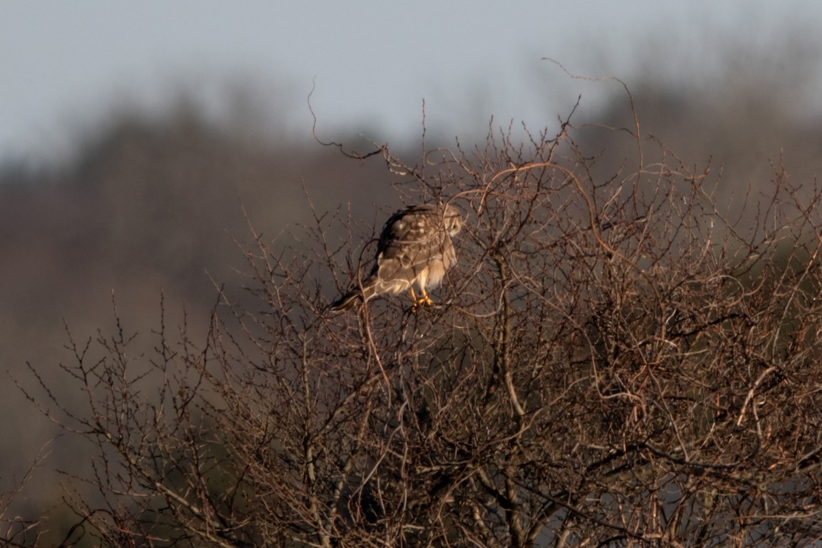 Northern Harrier - ML616125883