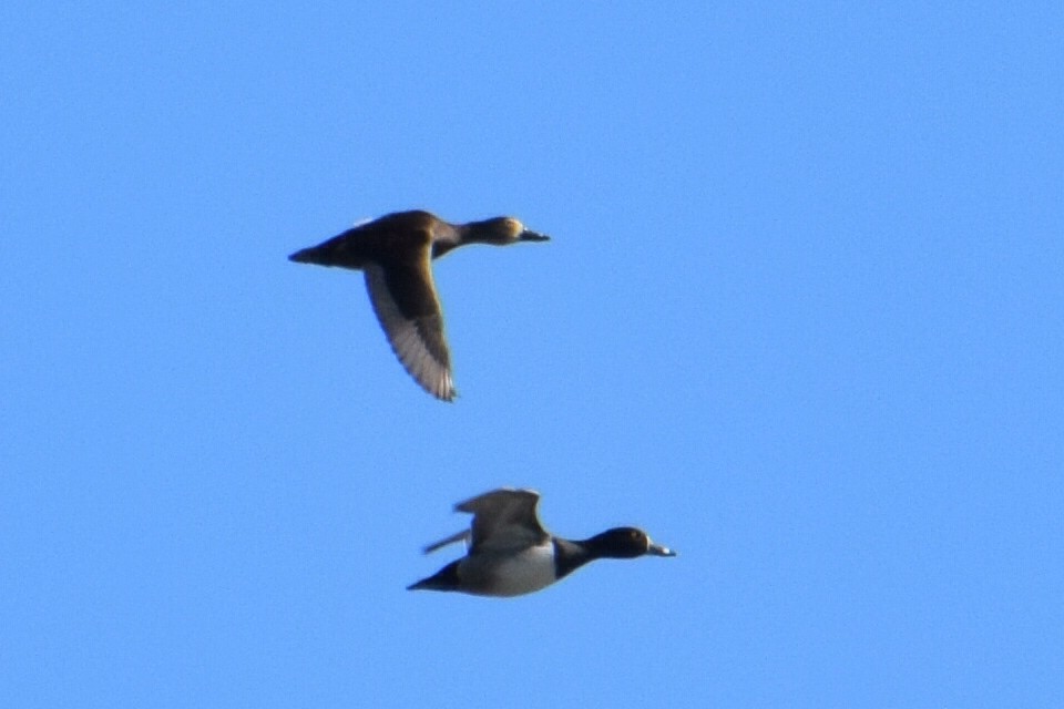 Ring-necked Duck - ML616125951