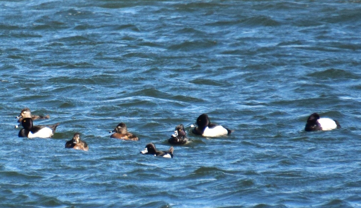 Ring-necked Duck - ML616125954