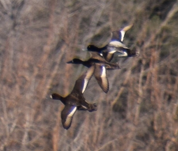 Ring-necked Duck - ML616125955