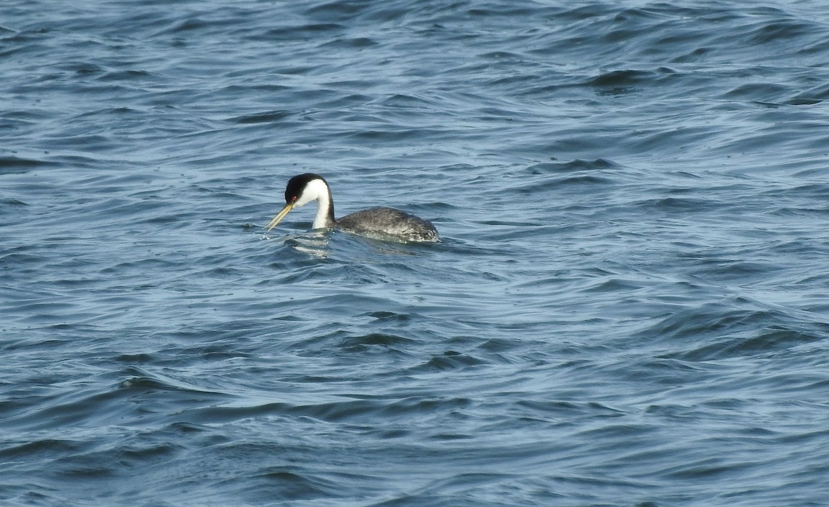Western Grebe - ML616125986