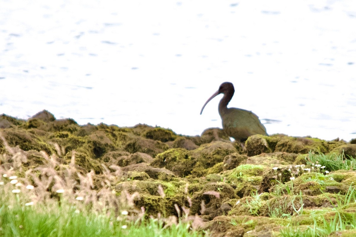ibis americký - ML616125988