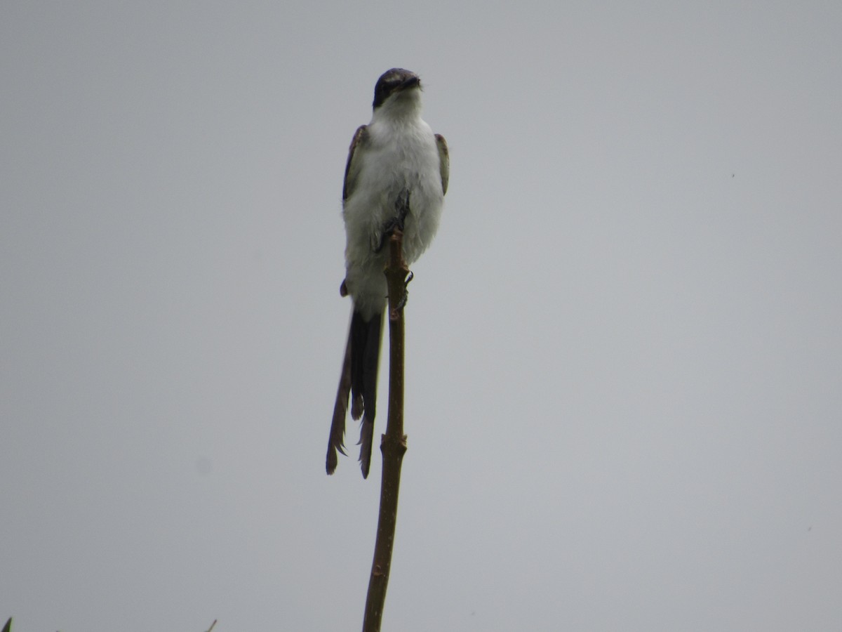 Fork-tailed Flycatcher - ML616125998