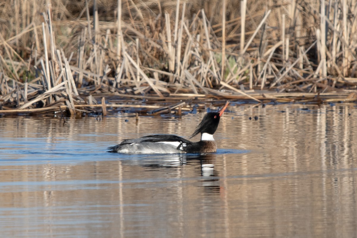 Red-breasted Merganser - ML616126009