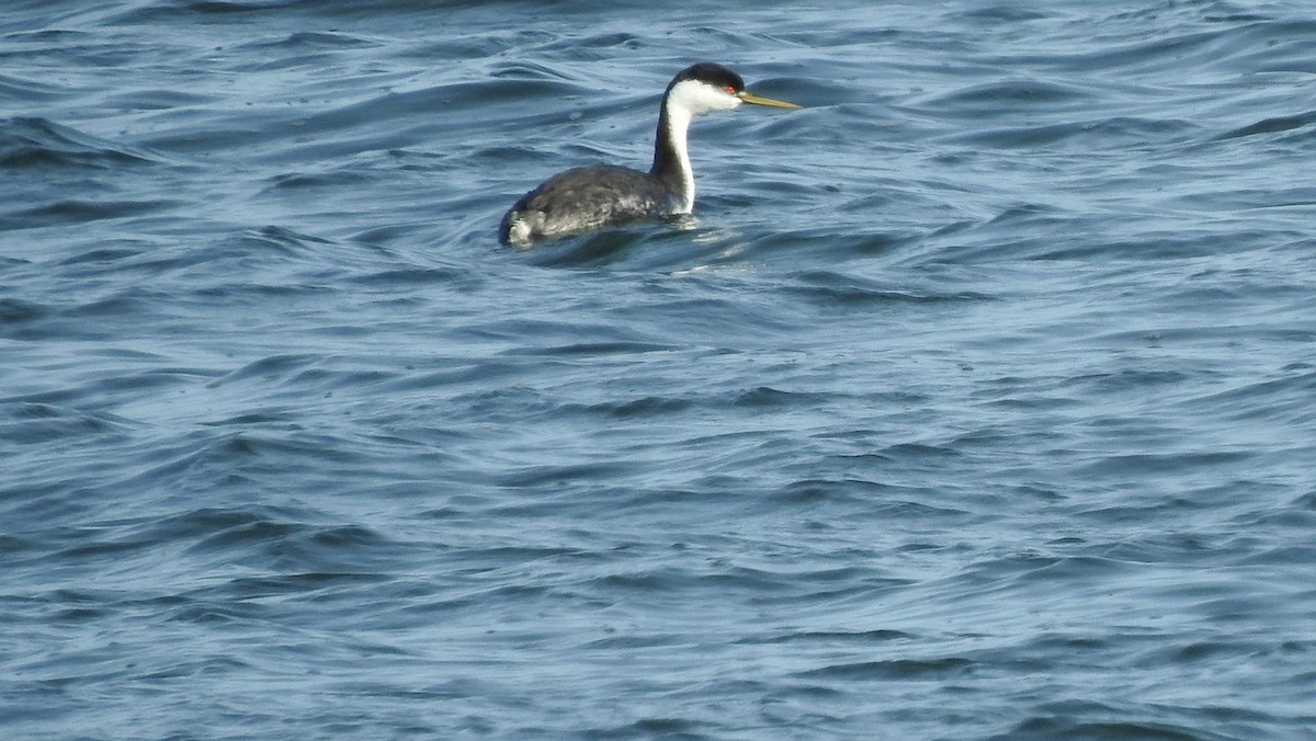 Western Grebe - ML616126017