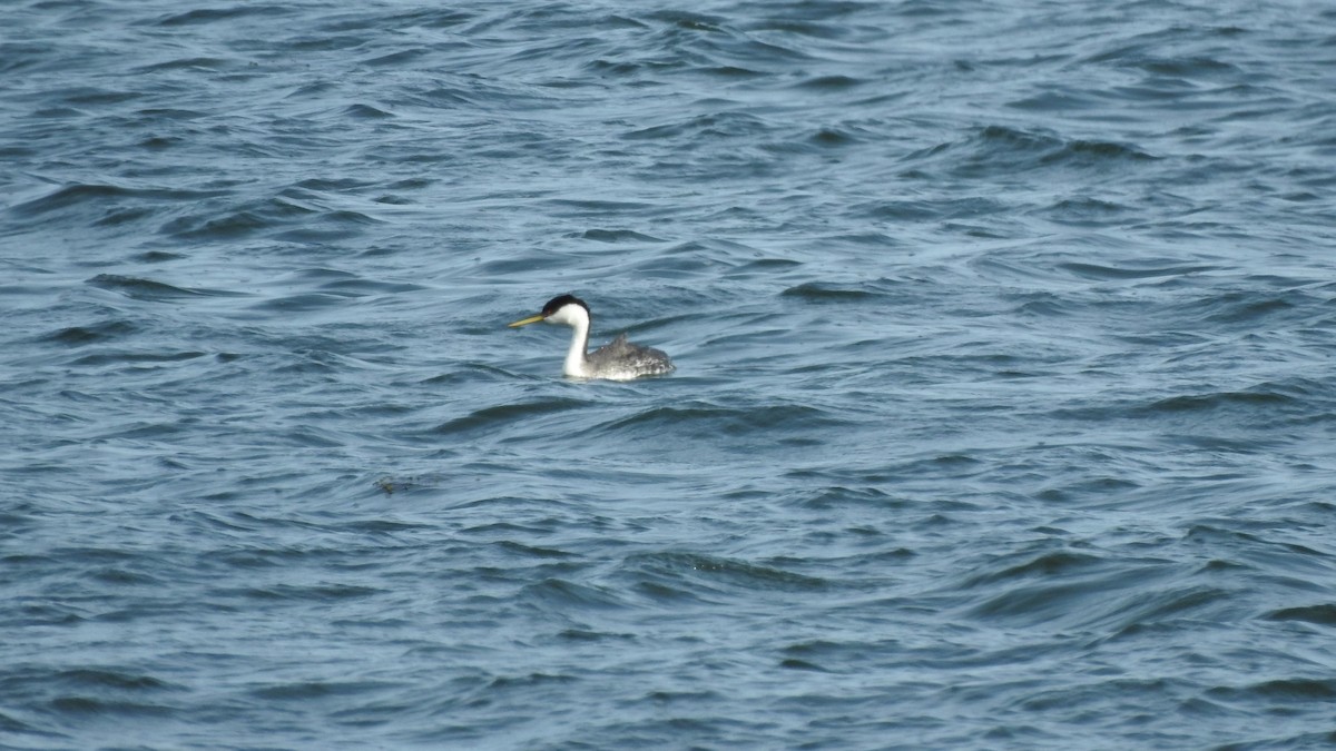 Western Grebe - ML616126018