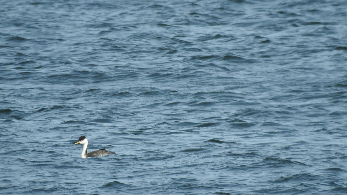 Western Grebe - ML616126019