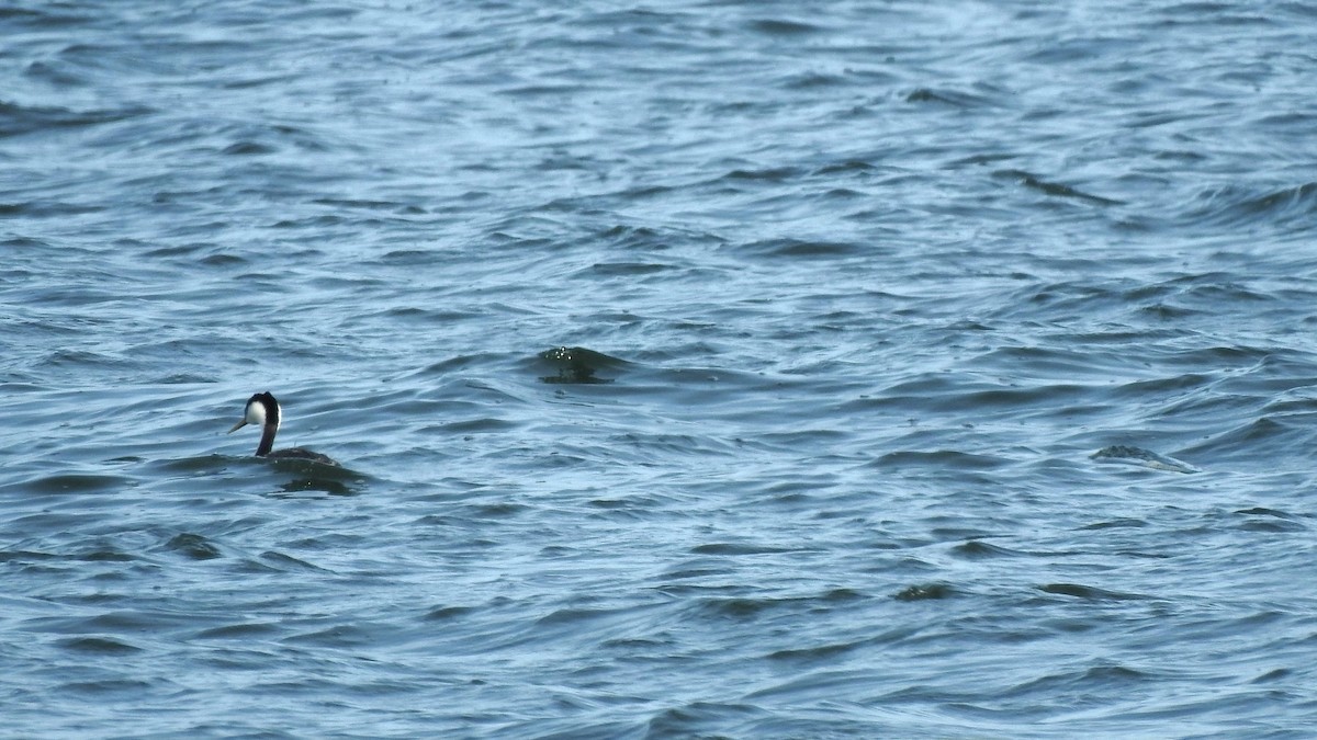 Western Grebe - ML616126020